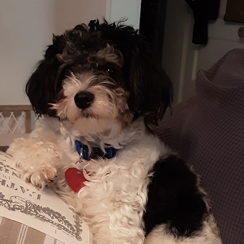 Meet your Posher, Josephine